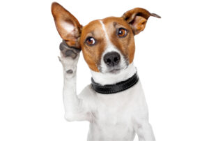 Image of dog with paw to ear trying to listen.